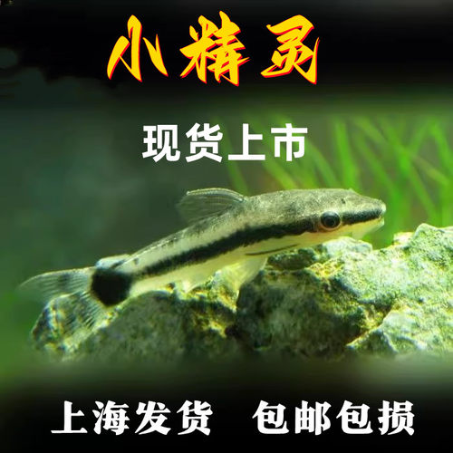 小精灵鱼除藻工具鱼吃藻鱼清道夫