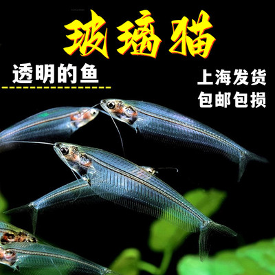 透明鱼玻璃猫热带鱼淡水鱼群游鱼