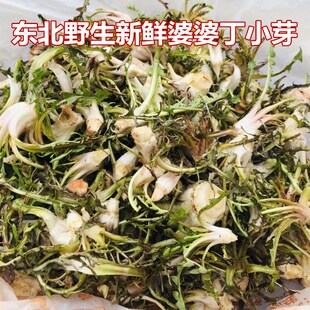 东北山菜野生新鲜婆婆丁山野菜蒲公英蘸酱菜250克4份包邮顺丰