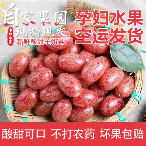 应季酸甜羊奶果稀有孕妇水果包邮