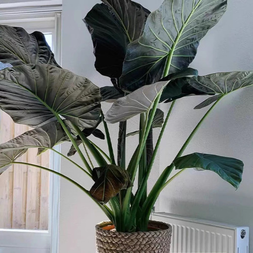【帝王盾海芋】室内大型观叶植物