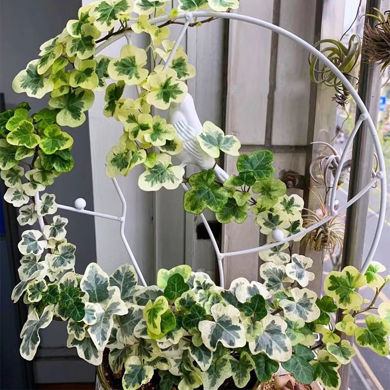 雪莹日本进口常春藤日系网红植物室内稀有盆栽品种绿植阳台观叶