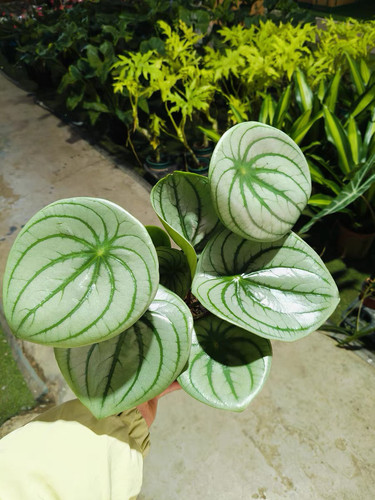 麒麟瓜椒草 室内观叶绿植盆栽