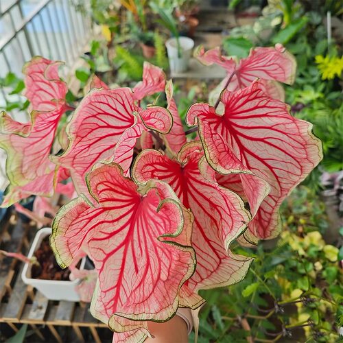 【大盆】彩叶芋北欧网红观叶稀有植物大叶ins北欧风阳台绿植