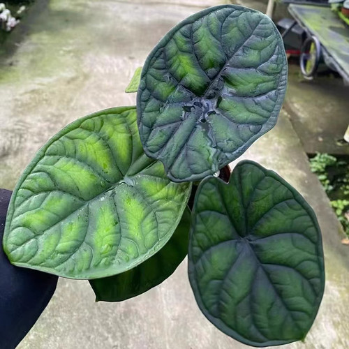 神盾海芋净化空气客厅阳台彩叶芋室内桌面白犀牛盆栽绿植