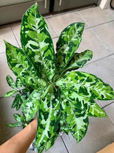 安曼达迷彩粗肋草 安达曼粗勒草 雨林植物 热植室内新奇盆栽