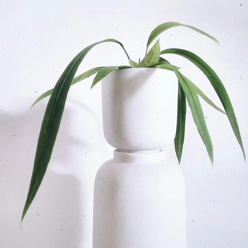 维塔领带花烛 室内四季常青盆栽