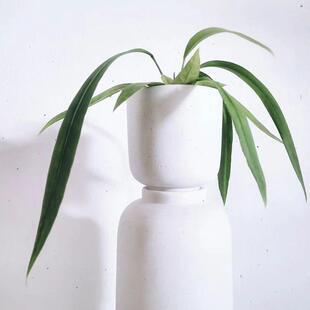 维塔领带花烛 室内四季常青盆栽