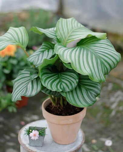 青苹果竹芋  室内观叶绿植盆栽