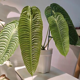 火鹤王花烛 室内观叶新手植物