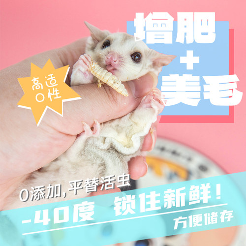 蜜袋鼯食物冻干蜂蜜虫高蛋白增肥营养零食蜜袋鼬玉米虫蜜袋鼠食品