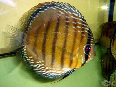 七彩神仙鱼阿联卡 棕色阿联卡系列