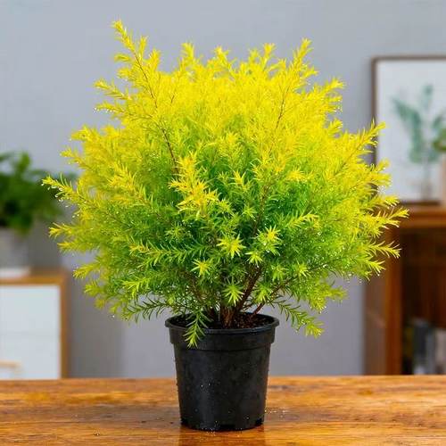 黄金香柳蛋糕烘焙装饰黄金柳芽盆栽新鲜耐热庭院花镜植物棒棒糖