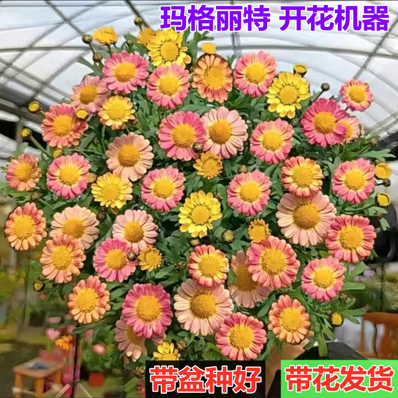 阳台庭院植物四季开花千头菊包邮