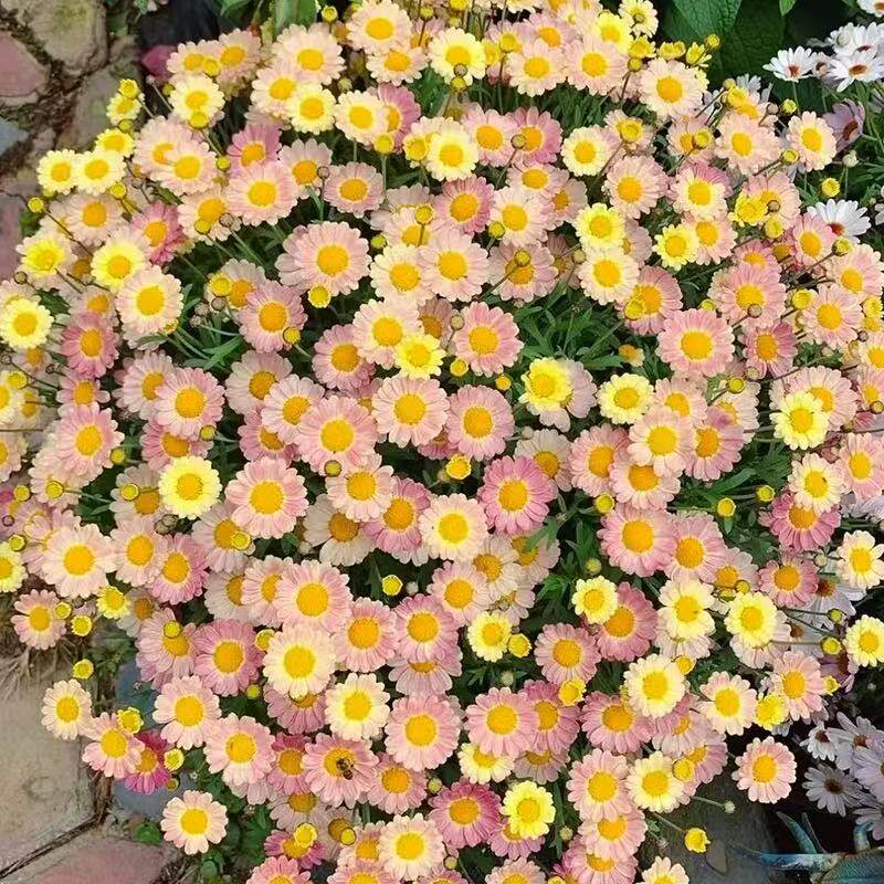 玛格丽特大眼睛带花苞雏菊花苗阳台庭院四季开花植物盆栽好养花卉