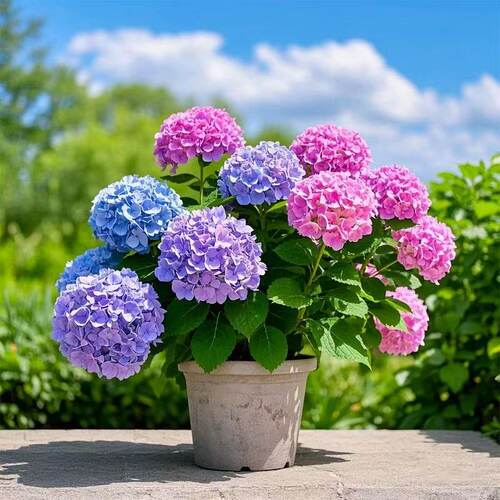 绣球花盆栽带花苞无尽夏四季开花 室内阳台庭院好养花卉植物