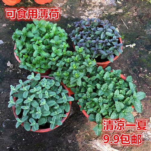 薄荷盆栽植物阳台庭院绿植