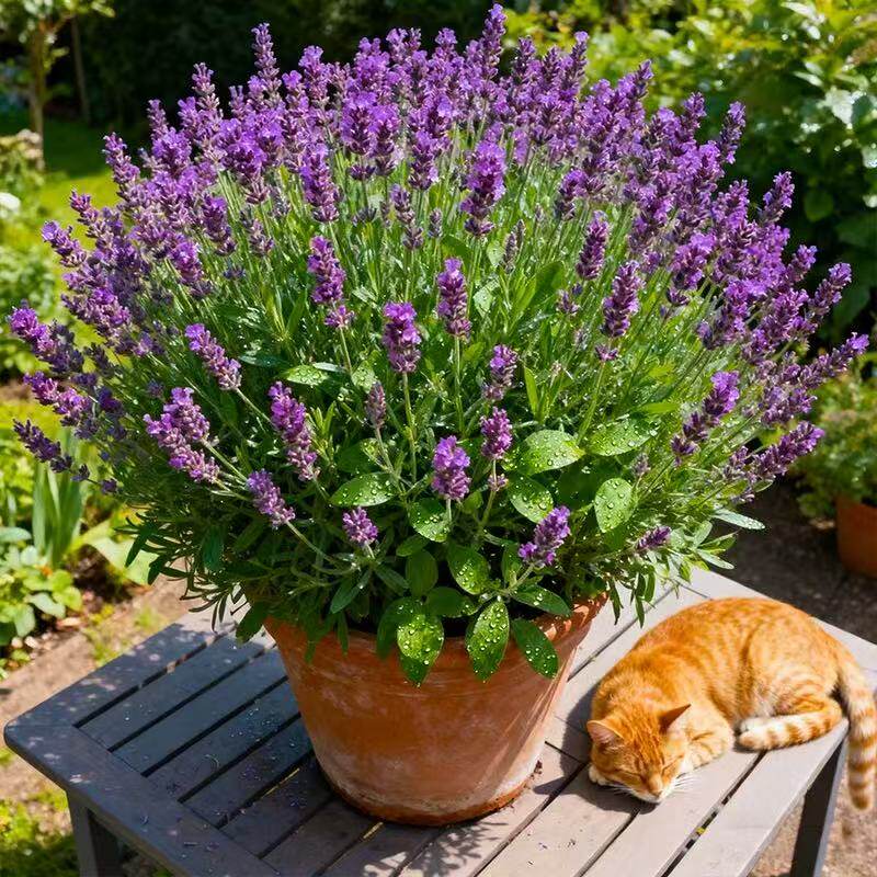 薰衣草盆栽带花苞四季开花室内阳台好养绿植驱蚊香草花卉室内庭院