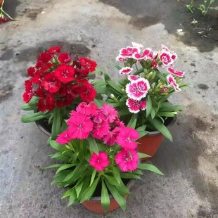 五彩石竹盆栽冬季花种易活混色欧石竹庭院美国石竹草多年生绿植