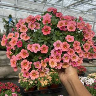 百万小玲花苗矮牵牛盆栽带花垂吊舞春花阳台花卉开花室外植物