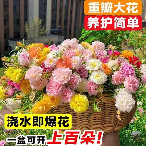 角瑾三色堇草本植物冬季