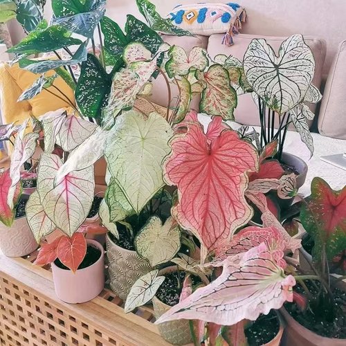 彩叶芋白色恋人粉色和声草莓之心清新唯美彩叶芋五彩芋阳台客厅