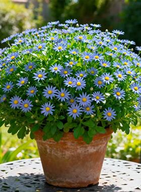 蓝色玛格丽特盆栽蓝费丽菊雏菊花室外阳台耐寒花卉花期久蓝玛带花
