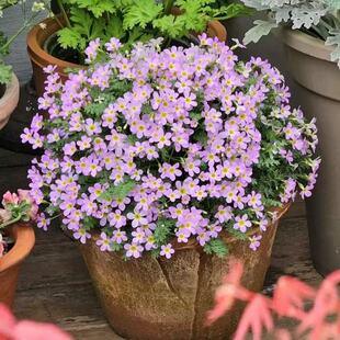 安徽羽叶报春耐寒耐热春季开花好养绿植四季客厅庭院地栽花卉爆盆