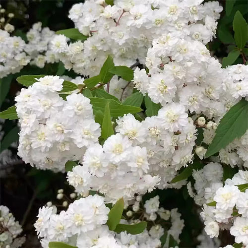绣线菊木本植物庭院花园阳台春季