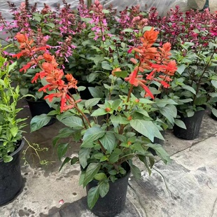 超级一串红盆栽串红花阳台庭院耐寒四季开花卉户外超矮名贵花绿植