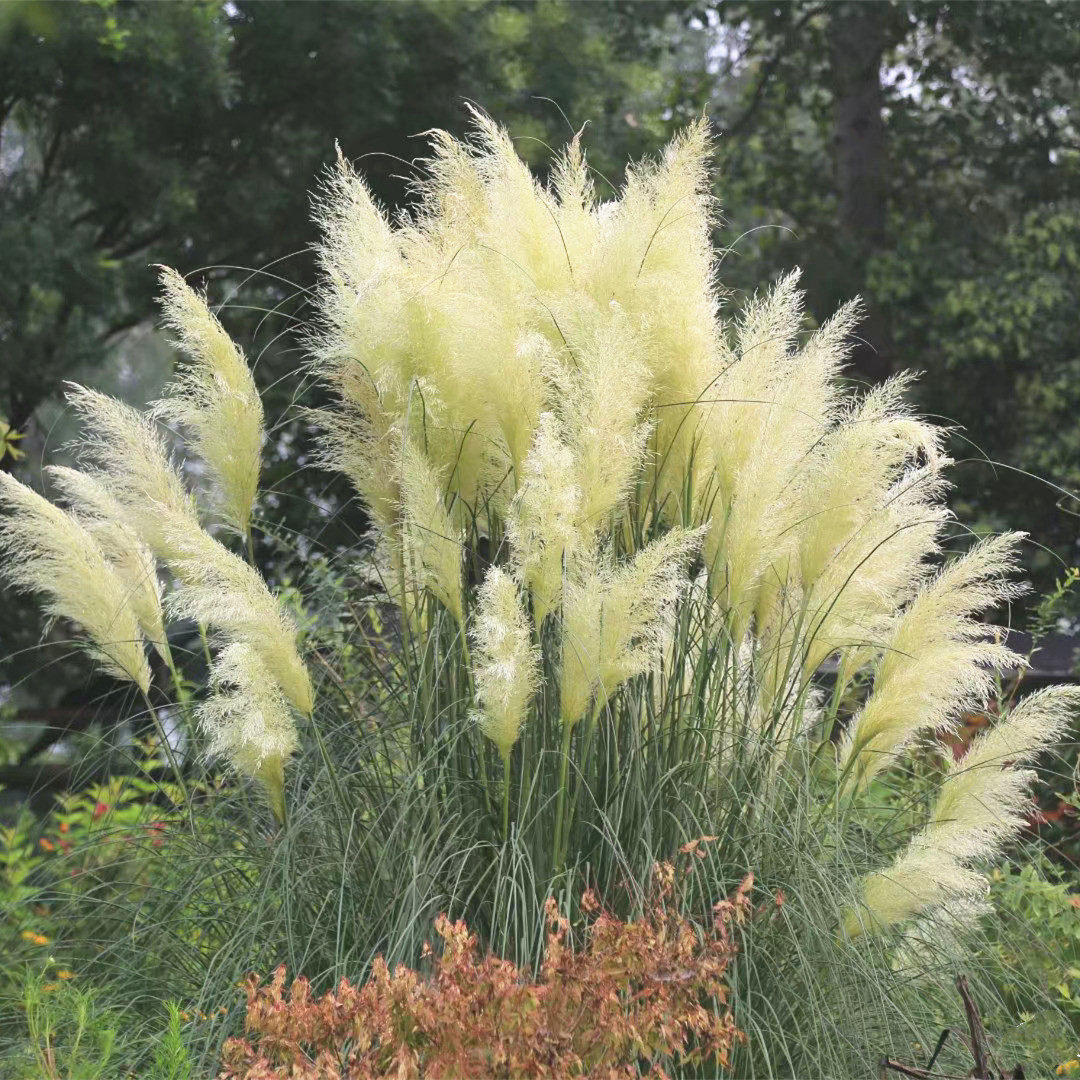 正宗矮蒲苇盆栽庭院阳台多年生耐热观赏草四季常绿芦苇花镜种植