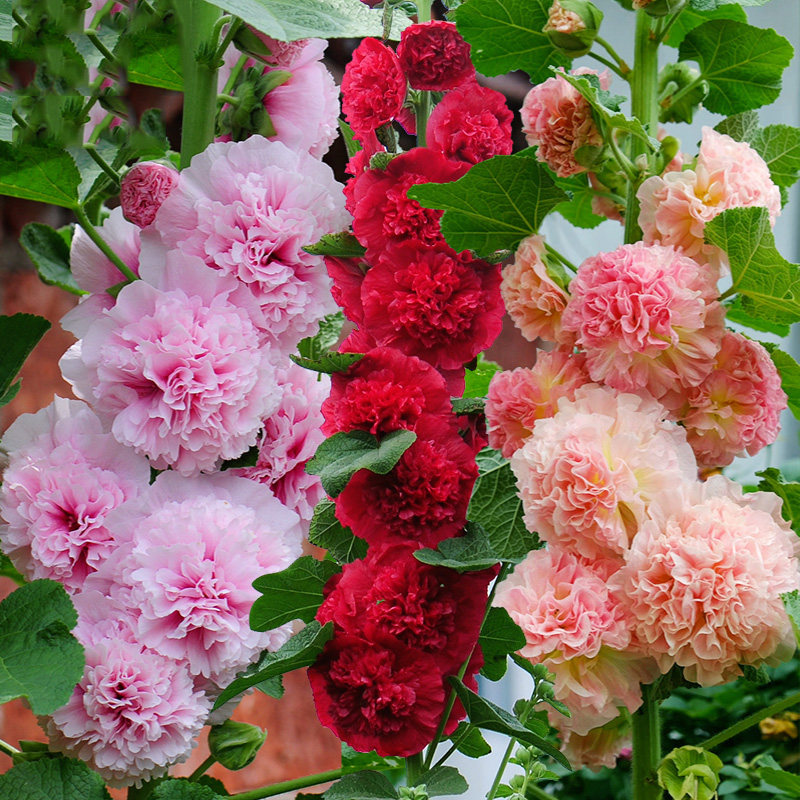 蜀葵盆栽阳台庭院室外多年生花镜四季好养进口花卉新手易养花期长