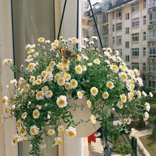 纸鳞托菊盆栽阳台庭院花栈菊花苗切花菊科花卉植物耐寒花期长好养