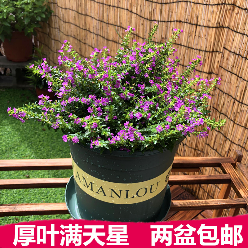 满天星阳台庭院花期长吸甲醛盆景