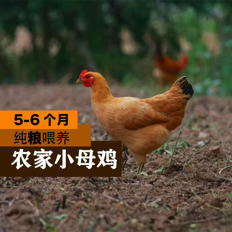 6个月小母鸡正宗农家散养 童子母鸡未产蛋 土鸡苏北鸡走地鸡 一只