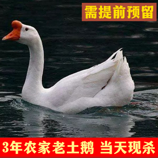 3年正宗农家散养老鹅土鹅雁鹅大鹅白鹅 杀好净重8斤 新鲜手工现杀