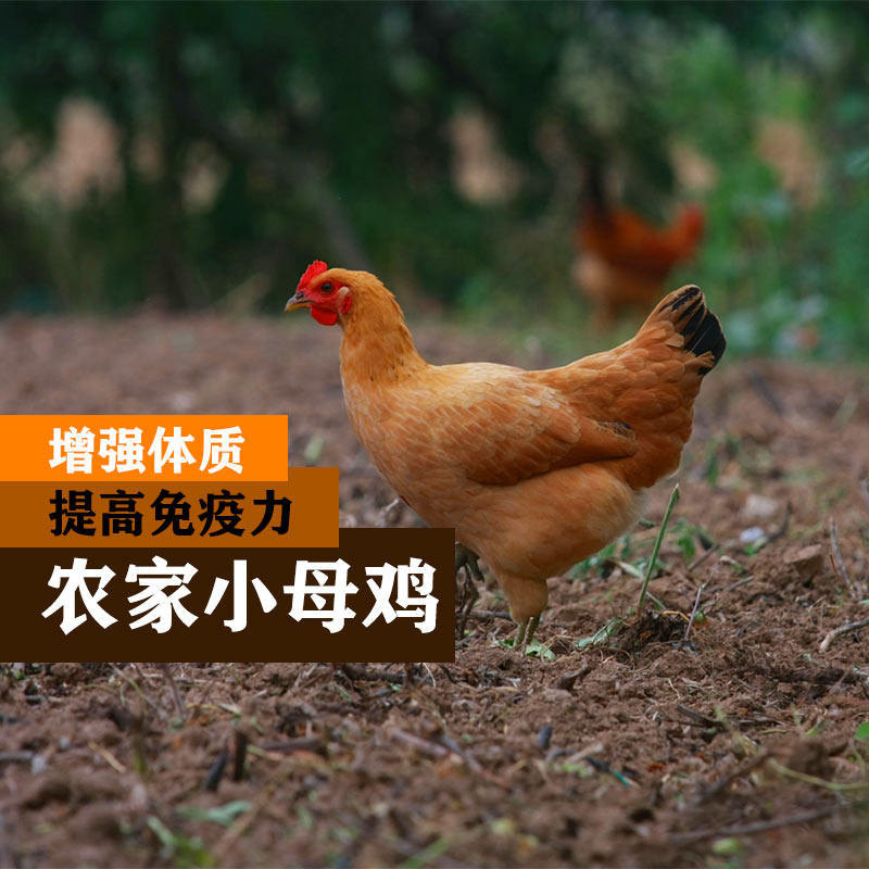 6个月小母鸡正宗农家散养 童子母鸡未产蛋 土鸡苏北鸡走地鸡 一只,水产肉类/新鲜蔬果/熟食,整鸡/整鸡制品,淘宝优惠券,粉丝福利购,淘宝优惠卷