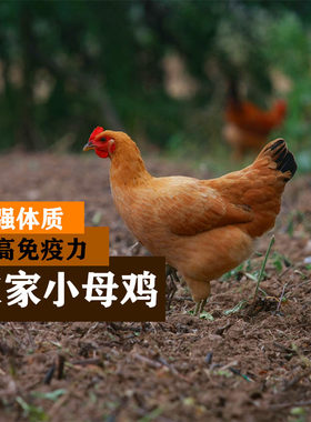 6个月小母鸡正宗农家散养 童子母鸡未产蛋 土鸡苏北鸡走地鸡 一只