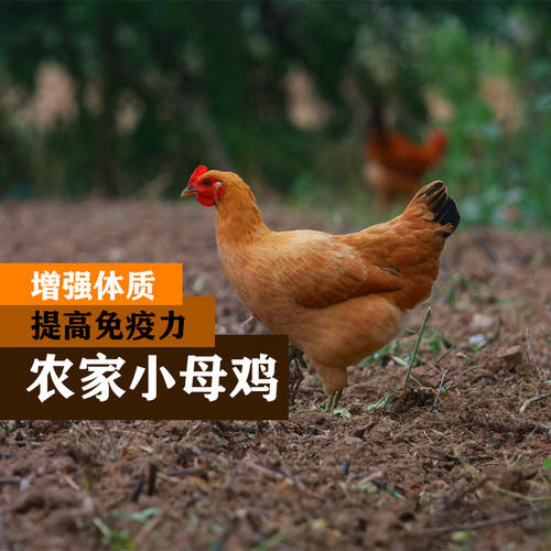 十二年老店正宗农家散养小母鸡
