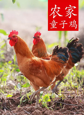 5个月正宗农家散养小公鸡 童子鸡未打鸣 草公鸡苏北土鸡 新鲜现杀