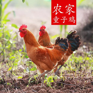5个月正宗农家散养小公鸡 童子鸡未打鸣 草公鸡苏北土鸡 新鲜现杀