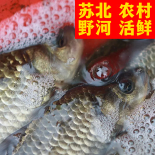 正宗苏北野河农家活鲜鱼 河鲫鱼 黑鱼 黄鳝 昂刺鱼 泥鳅 黄鳝草鱼