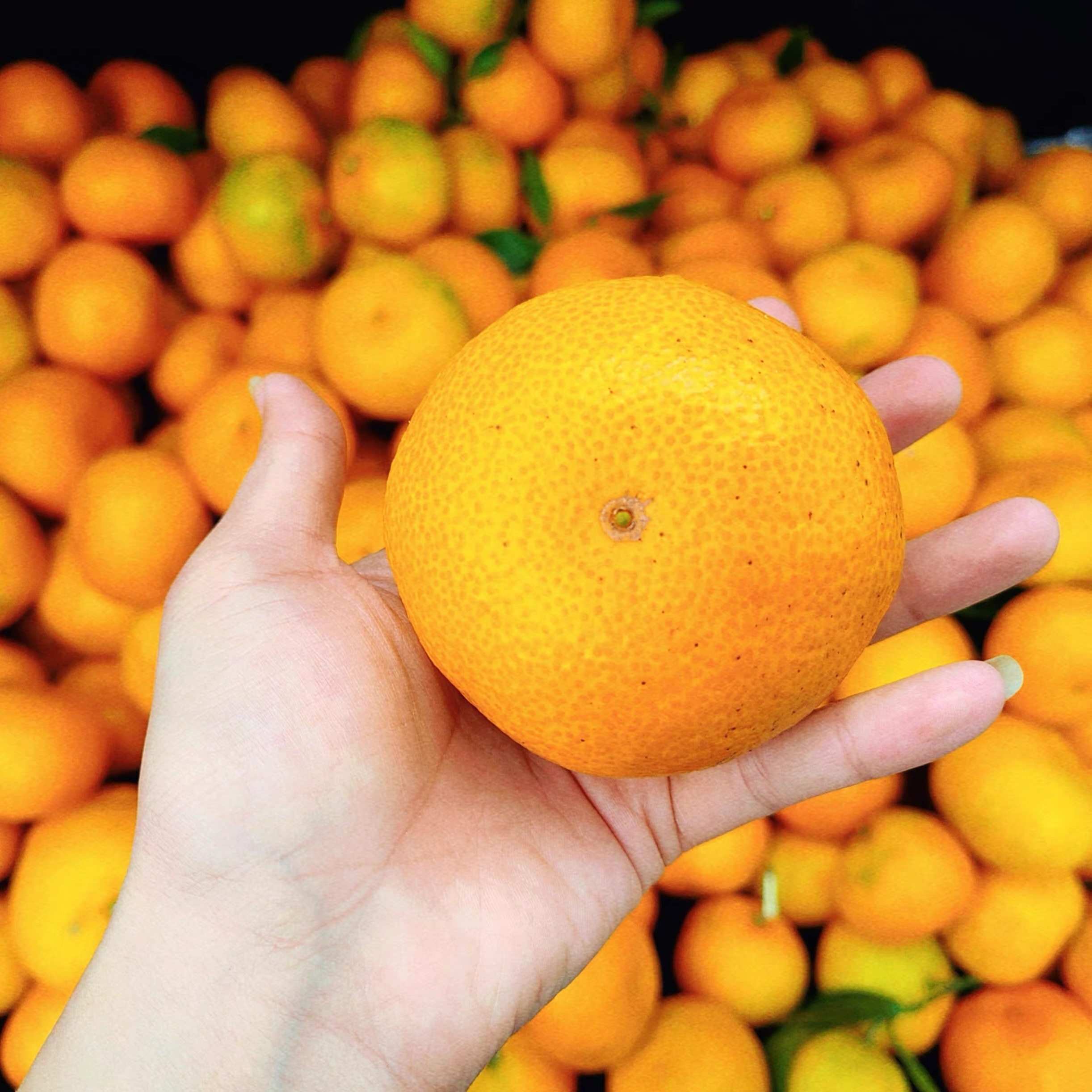 千岛湖【顺丰】正宗界首橘子新鲜当季时令水果孕妇早熟柑橘皮薄,水产肉类/新鲜蔬果/熟食,桔子,淘宝优惠券,粉丝福利购,淘宝优惠卷