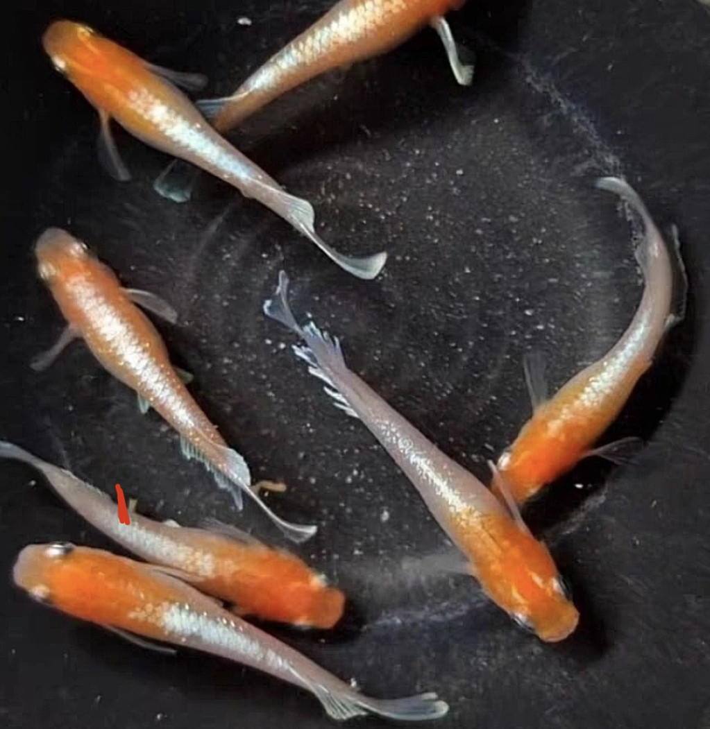 赤壁红白-福鳉-观背青鳉锦鲤锦鳉冷水鱼观赏鱼小型淡水小町红白