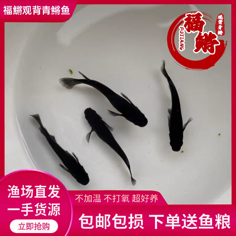 大蛇-福鳉-观背青鳉鱼苗鱼卵微型锦鲤免打氧免加热免过虑迷你锦鲤