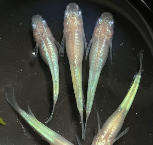 萤火虫福鳉观背青鳉鱼小型观赏鱼淡水皮实好养古法养鱼耐低温小鱼
