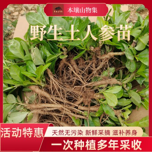 新鲜土人参苗土高丽参叶用人参菜苗带根成活率高四季盆栽蔬菜苗