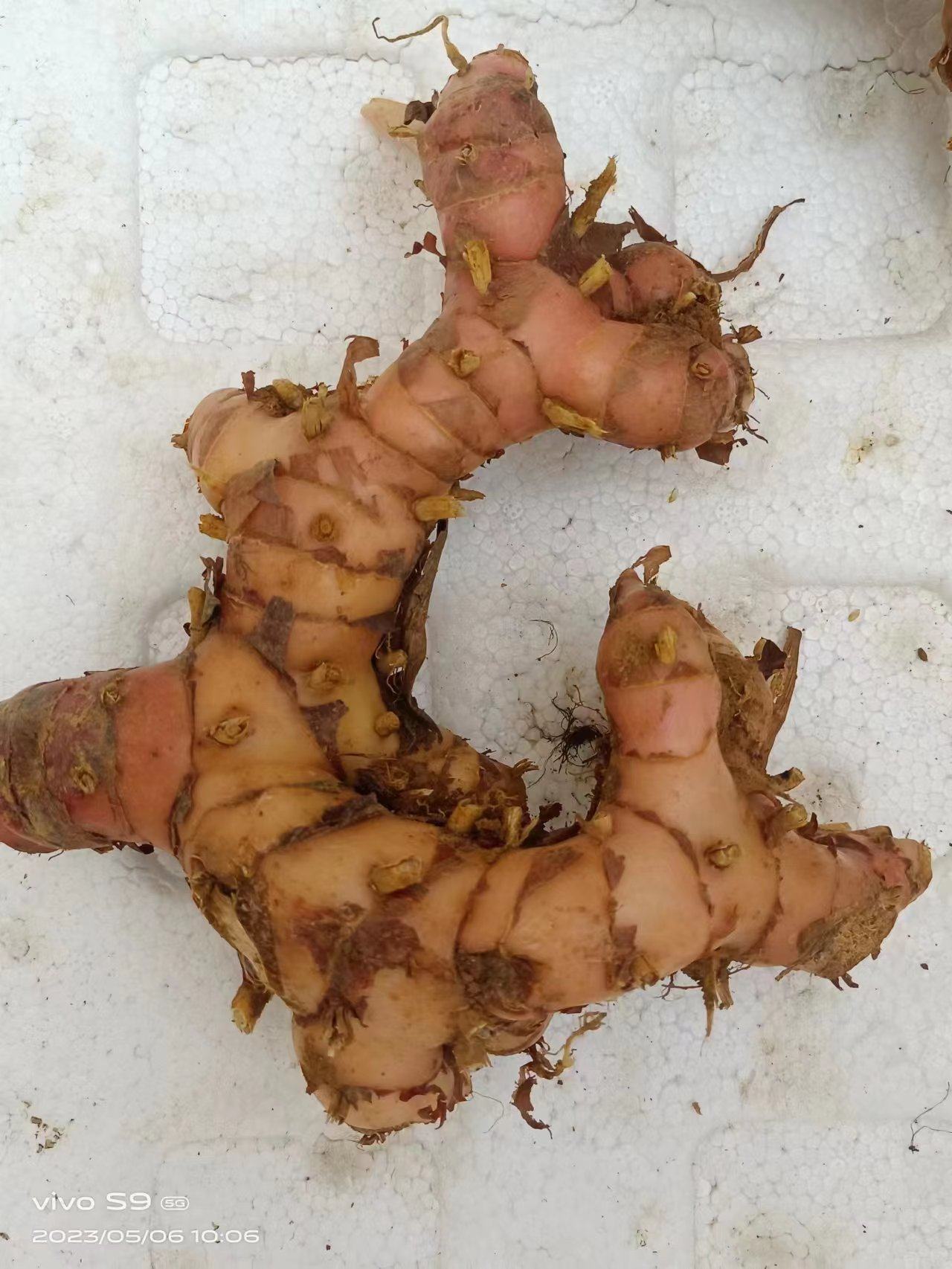 新鲜南姜山姜galangal 冬阴功汤东南亚料理潮汕牛肉火锅配料 包邮