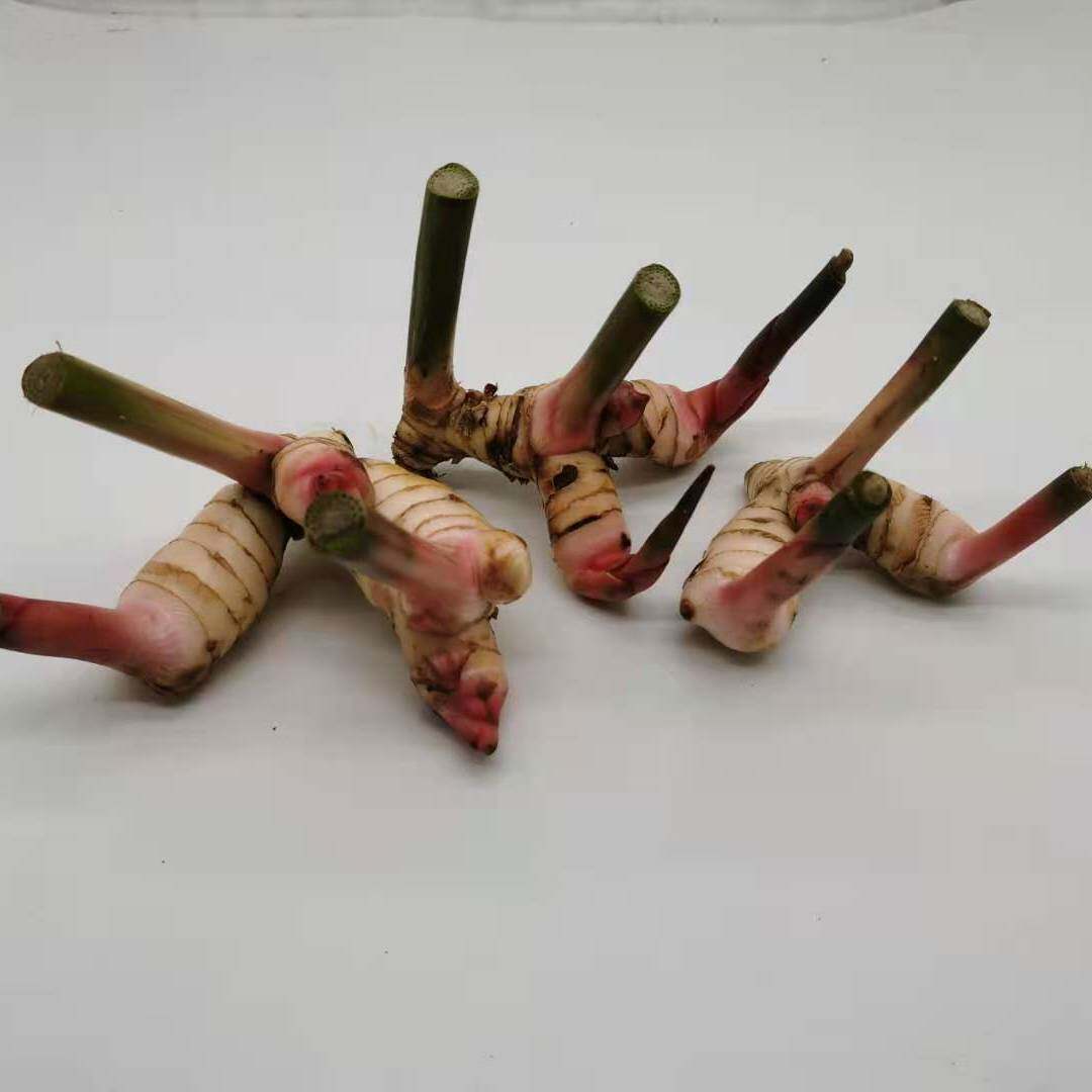 新鲜白皮南姜galangal 高良姜泰国菜泰式冬阴功汤火锅香料 蔬菜