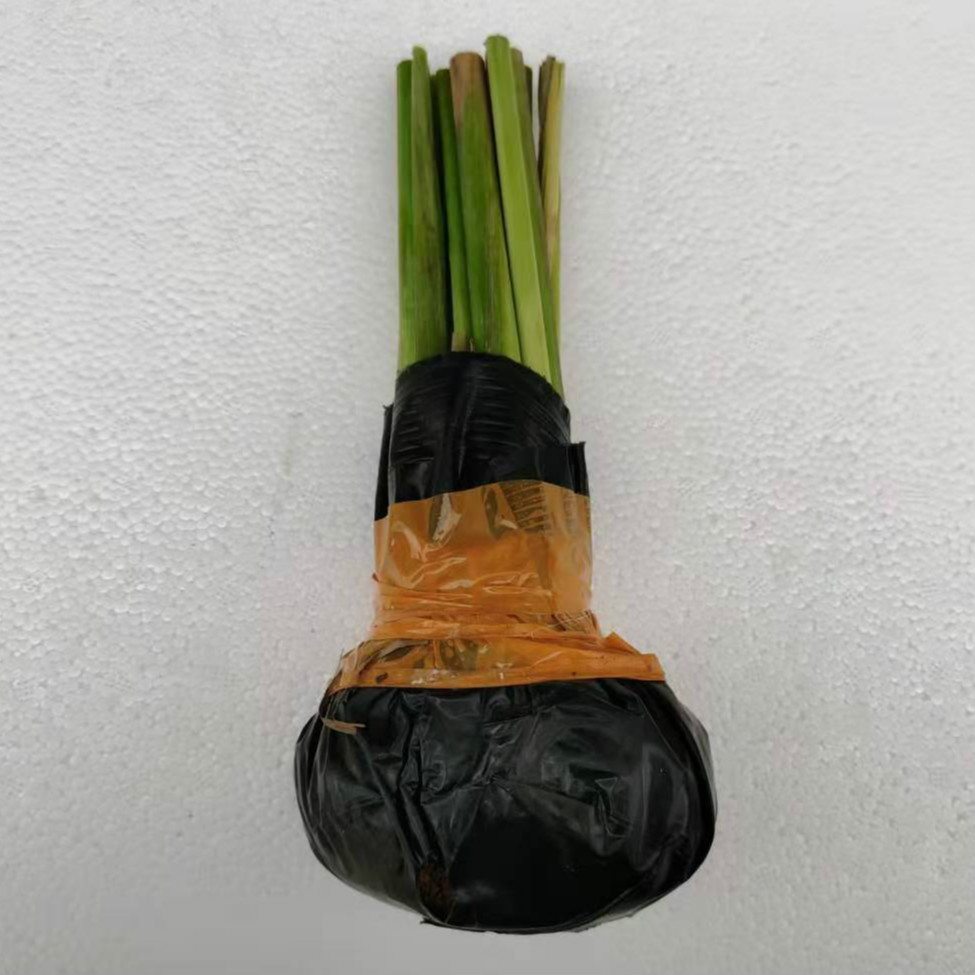 自家基地新鲜带根须柠檬香茅草种苗种子 冬阴功香料 易成活